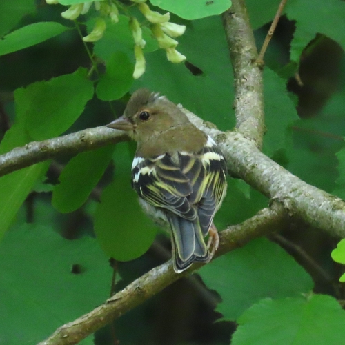 Common Chaffinch