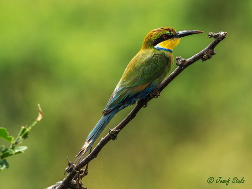 Swallow-tailed Bee-eater