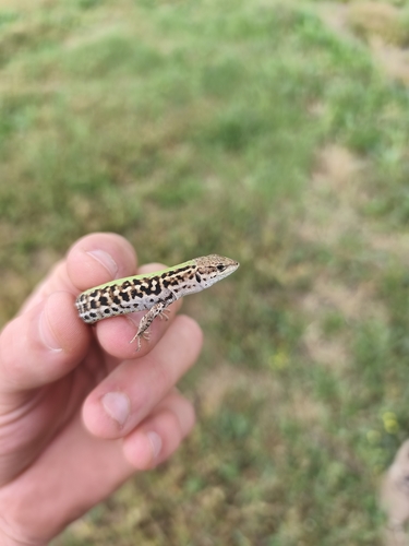 Balkan Wall Lizard