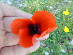 Papaver apulum