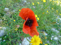 Papaver apulum