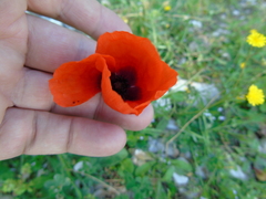 Papaver apulum
