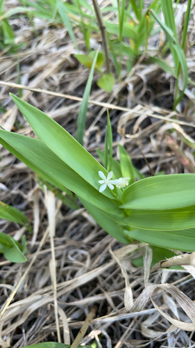 star-flowered lily-of-the-valley