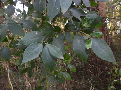 Sebastiania ramosissima