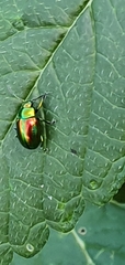 Chrysolina fastuosa