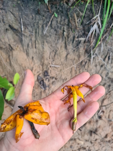 Gardenia sootepensis