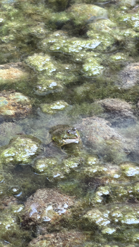 East Asian Bullfrog
