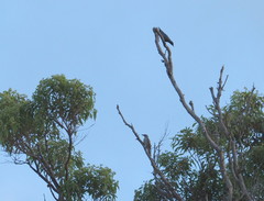 Edolisoma tenuirostre