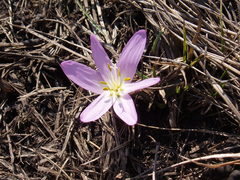 Colchicum bulbocodium versicolor