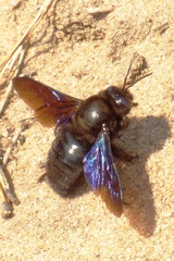 Xylocopa