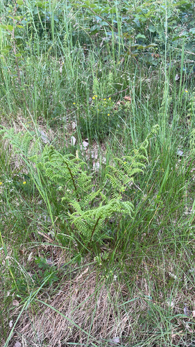 lady fern