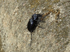 Carabus finitimus