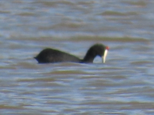 iNaturalist image