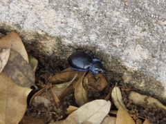 Carabus finitimus