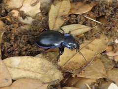 Carabus finitimus