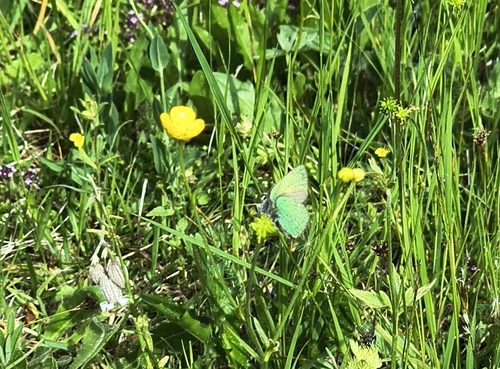 Green Hairstreak