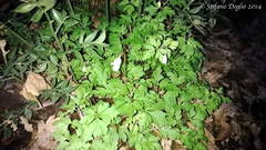 Anemonoides apennina