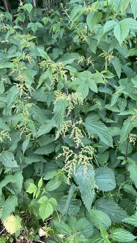 great stinging nettle