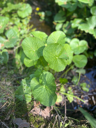 marsh marigold