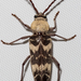 Megacyllene antennata - Photo (c) Lee Hoy, some rights reserved (CC BY-NC-ND), uploaded by Lee Hoy