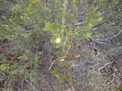 Phyllota pleurandroides