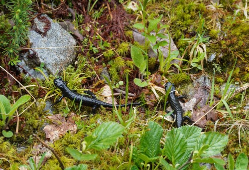 Alpine Salamander