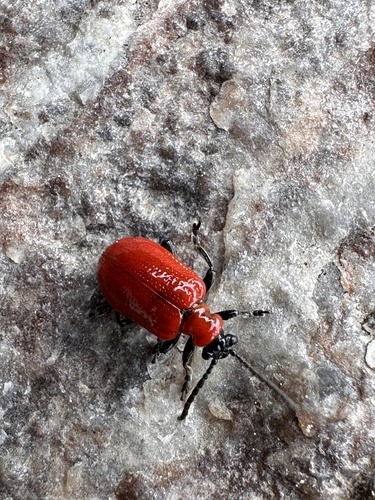 Lily Leaf Beetle