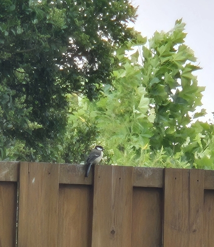 Great Tit