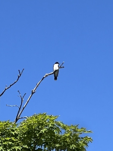 Eastern Kingbird