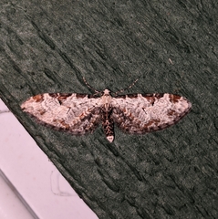 Eupithecia ravocostaliata