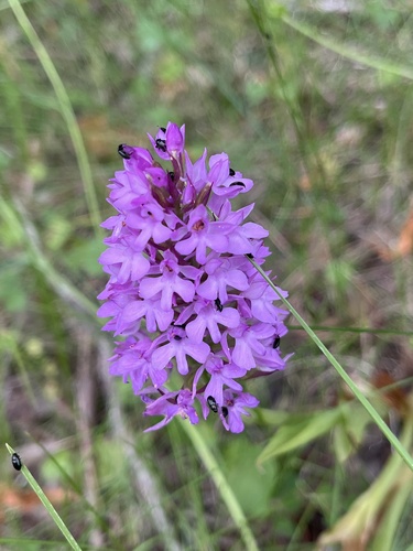 pyramidal orchid