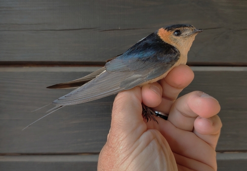 European Red-rumped Swallow