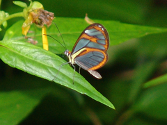 Ithomia agnosia pellucida