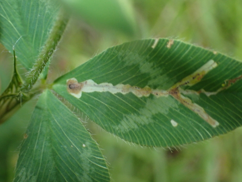 Liriomyza trifoliearum