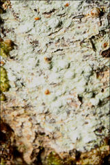 Pertusaria pertractata