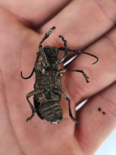 Weaver beetle