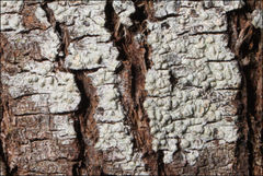 Pertusaria pertractata