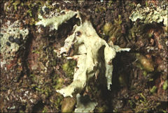Ramalina inflata