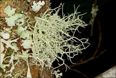 Usnea inermis