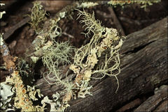 Usnea inermis