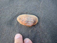 Barbatia novaezealandiae