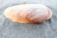 Barbatia novaezealandiae