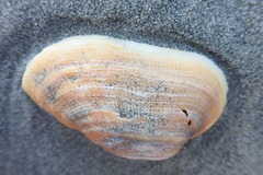 Barbatia novaezealandiae