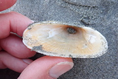 Barbatia novaezealandiae