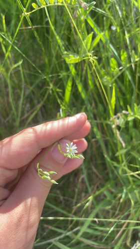 lesser stitchwort