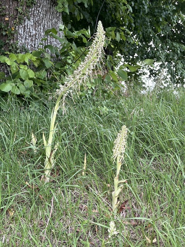 Lizard Orchid