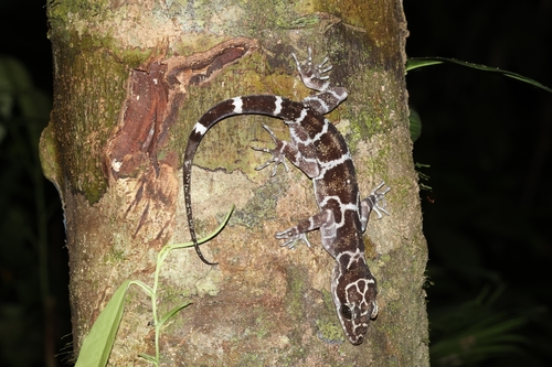 Cyrtodactylus peninsularis