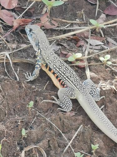 Common Butterfly Lizard — seen at this dive site
