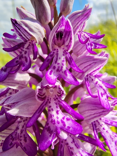 Military Orchid