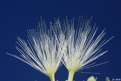 Havardia acatlensis